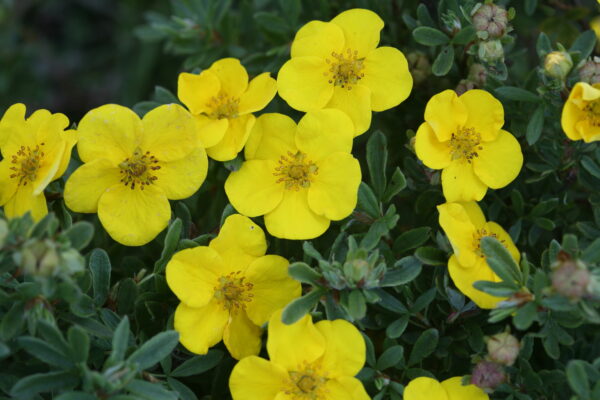 Potentilla fruticosa Happy Face® Yellow (PW) - Image 5