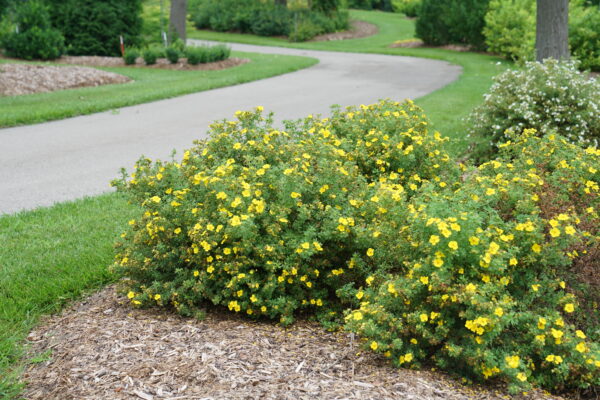 Potentilla fruticosa Happy Face® Yellow (PW) - Image 3