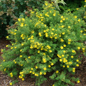 Potentilla fruticosa Happy Face® Yellow (PW)