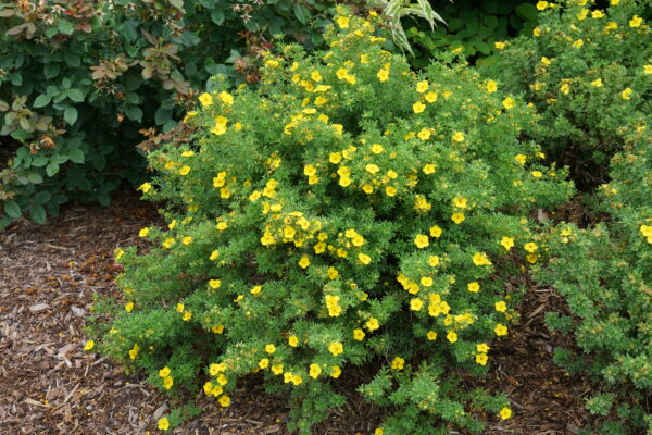 Potentilla fruticosa Happy Face® Yellow (PW)