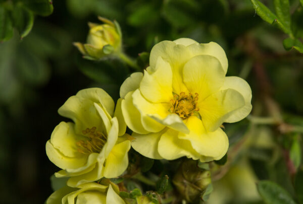 Potentilla fruticosa Lemon Meringue™ (FE) - Image 5