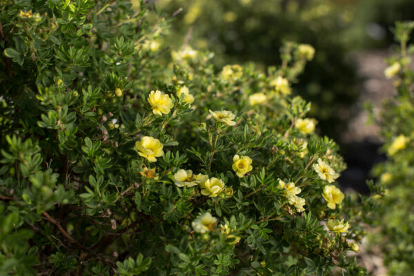 Potentilla fruticosa Lemon Meringue™ (FE) - Image 4