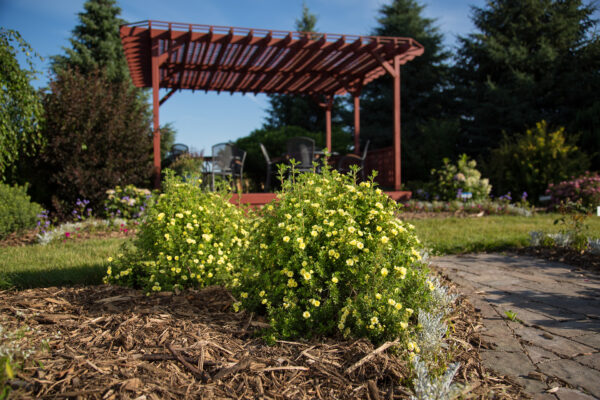 Potentilla fruticosa Lemon Meringue™ (FE) - Image 3