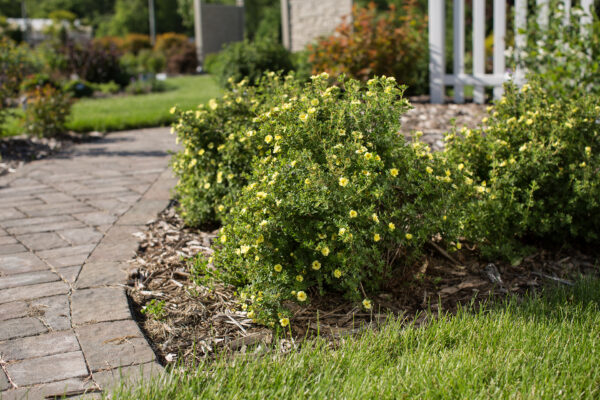 Potentilla fruticosa Lemon Meringue™ (FE) - Image 2