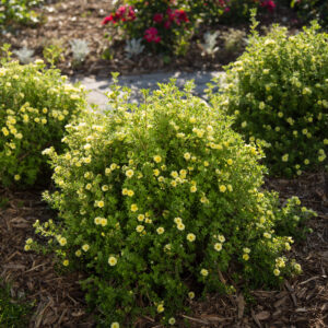 Potentilla fruticosa Lemon Meringue™ (FE)