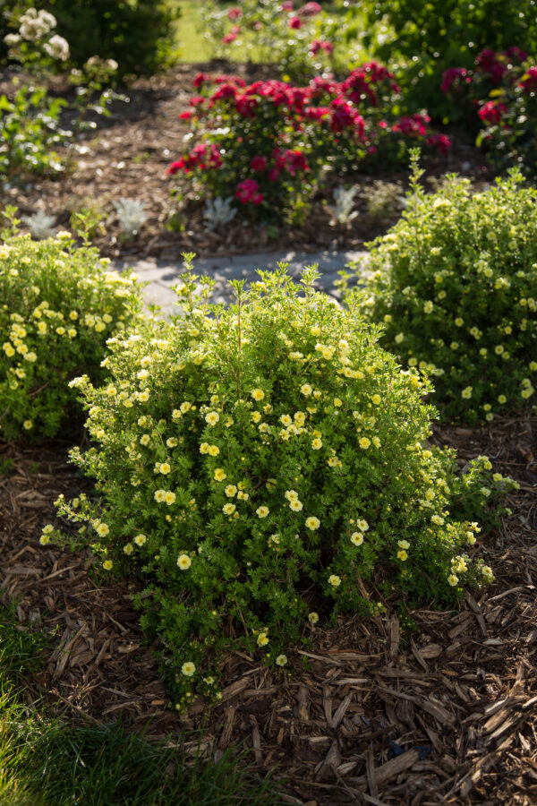 Potentilla fruticosa Lemon Meringue™ (FE)
