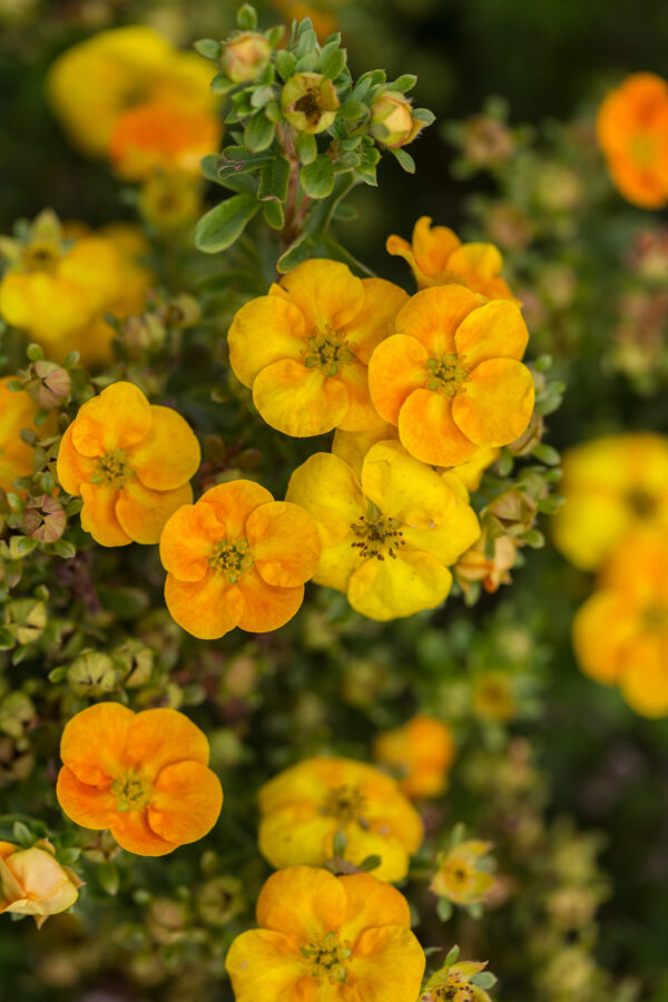 Potentilla fruticosa Mandarin Tango® (FE) - Image 3