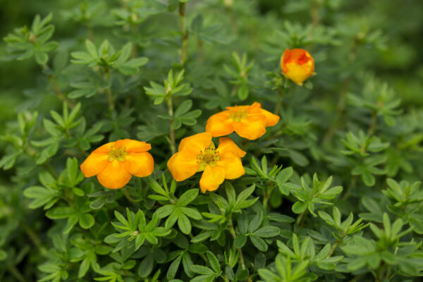 Potentilla fruticosa Mandarin Tango® (FE) - Image 2