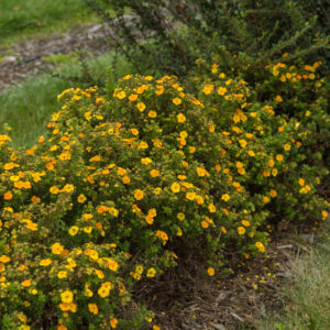 Potentilla fruticosa Mandarin Tango® (FE)
