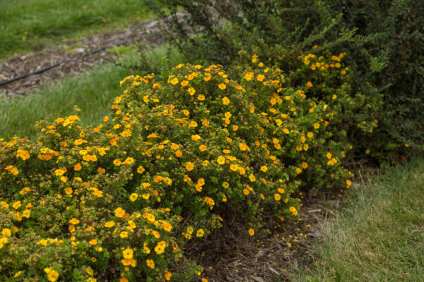 Potentilla fruticosa Mandarin Tango® (FE)