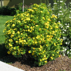 Potentilla fruticosa Mango Tango