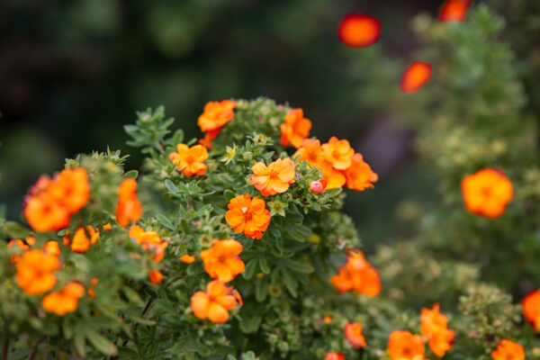 Potentilla fruticosa Marmalade® (FE) - Image 3