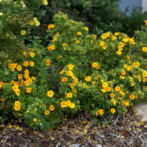 Potentilla fruticosa Marmalade® (FE)