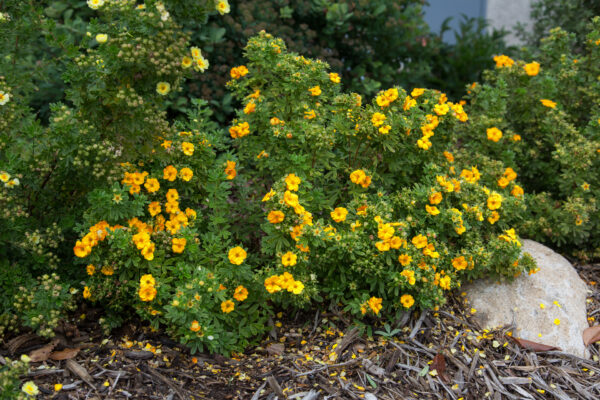 Potentilla fruticosa Marmalade® (FE)