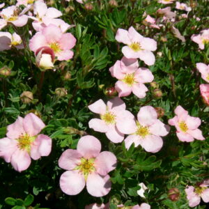 Potentilla fruticosa Pink Beauty