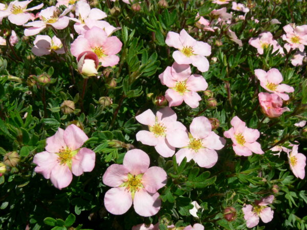 Potentilla fruticosa Pink Beauty