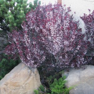 Prunus cistena