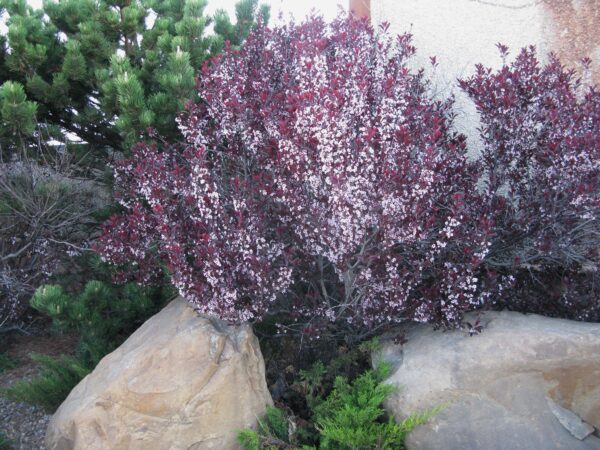 Prunus cistena