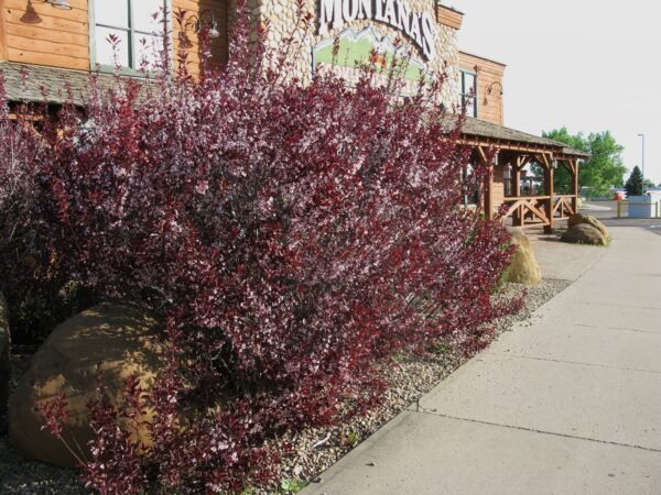Prunus cistena - Image 4