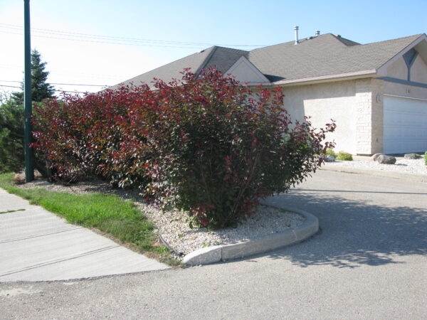 Prunus cistena - Image 2