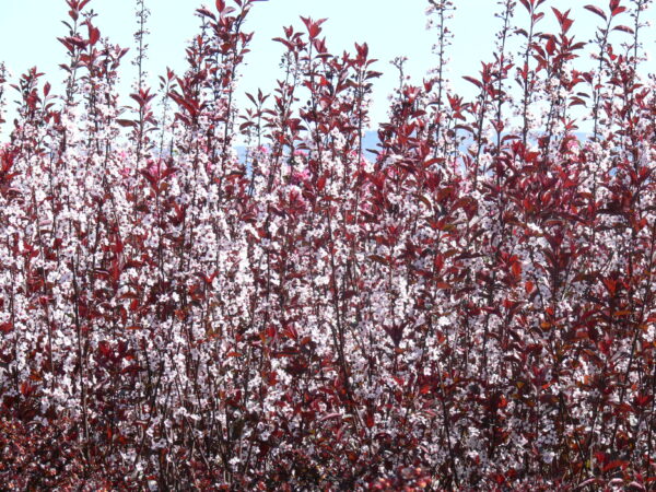 Prunus cistena - Image 5