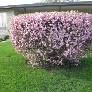 Prunus triloba Multiplex