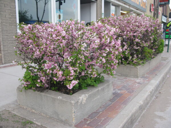 Prunus triloba Multiplex - Image 2