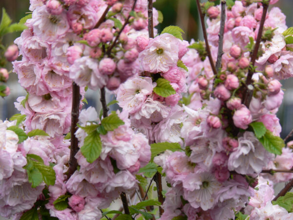 Prunus triloba Multiplex - Image 3