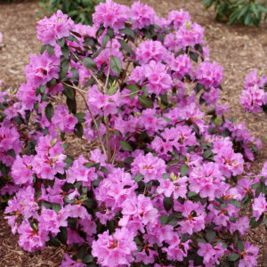 Rhododendron Black Hat® (PW)