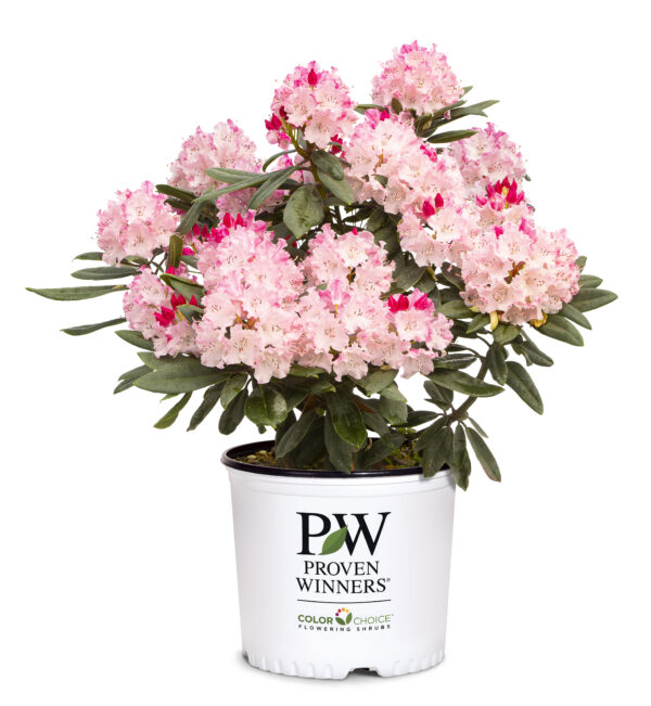 Rhododendron Dandy Man Color Wheel® (PW) - Image 4