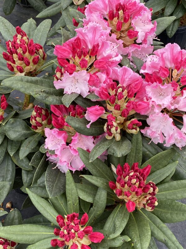 Rhododendron Dandy Man Color Wheel® (PW) - Image 2