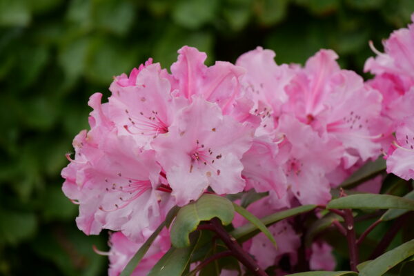 Rhododendron Dandy Man Color Wheel® (PW) - Image 3