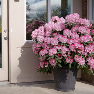Rhododendron Dandy Man Color Wheel® (PW)