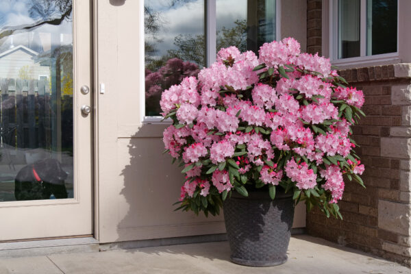 Rhododendron Dandy Man Color Wheel® (PW)