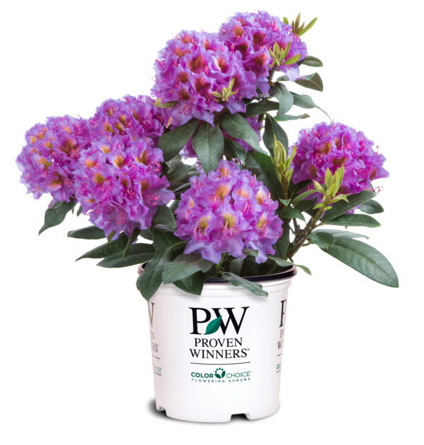 Rhododendron Dandy Man® Purple (PW) - Image 5