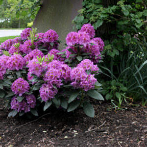 Rhododendron Dandy Man® Purple (PW)