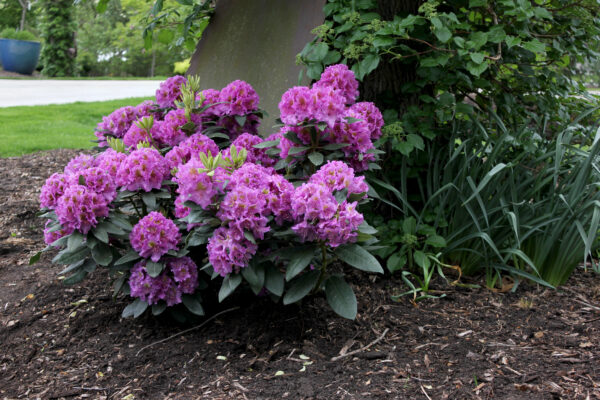 Rhododendron Dandy Man® Purple (PW)