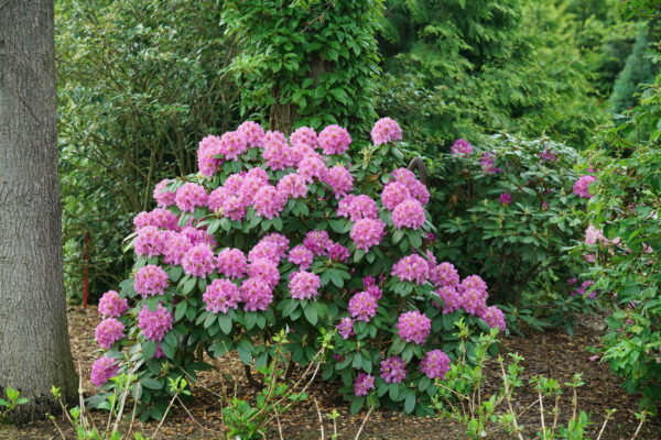 Rhododendron Dandy Man® Purple (PW) - Image 3