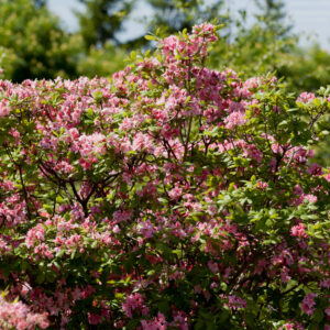 Rhododendron Electric Lights™ Double Pink (FE)