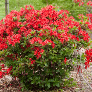 Rhododendron Electric Lights™ Red (FE)