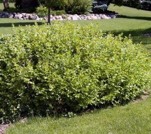 Rhus aromatica Gro-Low