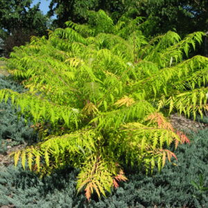 Rhus typhina Tiger Eyes® (FE)