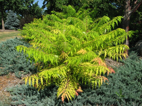 Rhus typhina Tiger Eyes® (FE)