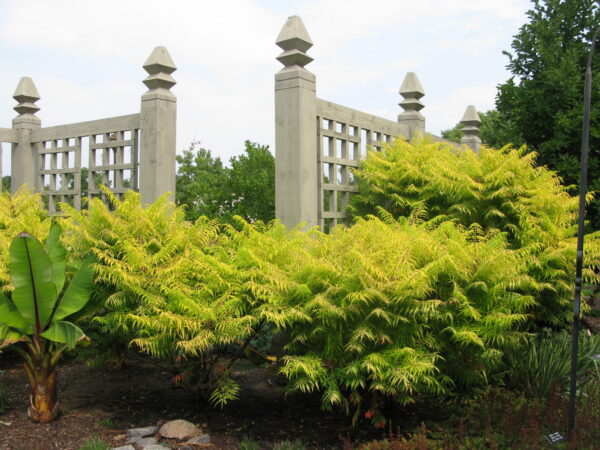 Rhus typhina Tiger Eyes® (FE) - Image 2
