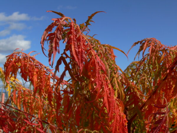 Rhus typhina Tiger Eyes® (FE) - Image 4