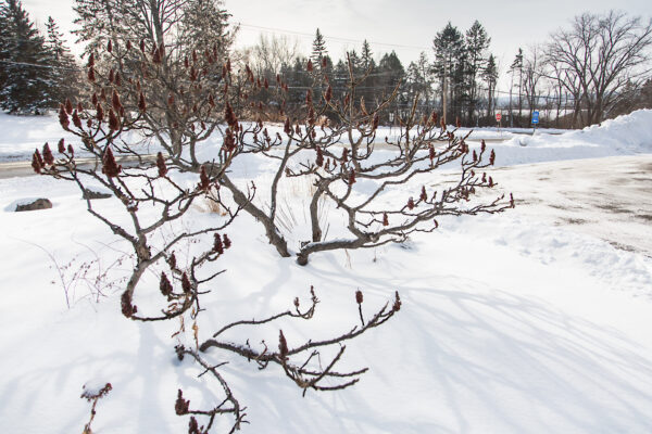 Rhus typhina Tiger Eyes® (FE) - Image 5