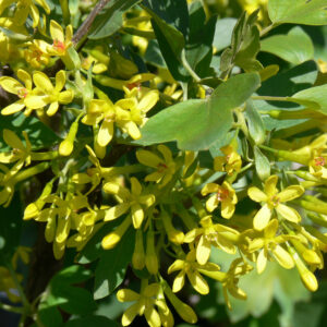 Ribes aureum