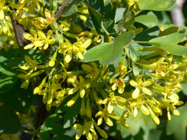 Ribes aureum