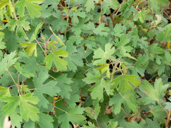 Ribes aureum - Image 2