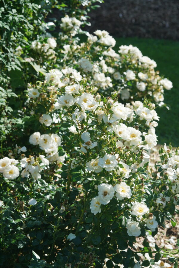 Rosa Oso Easy Ice Bay® (PW) - Image 2